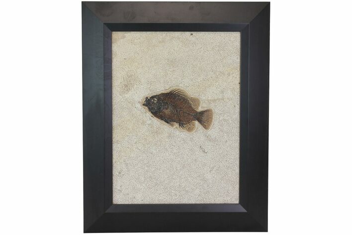 Framed Fossil Fish (Priscacara) - Green River Formation #113276